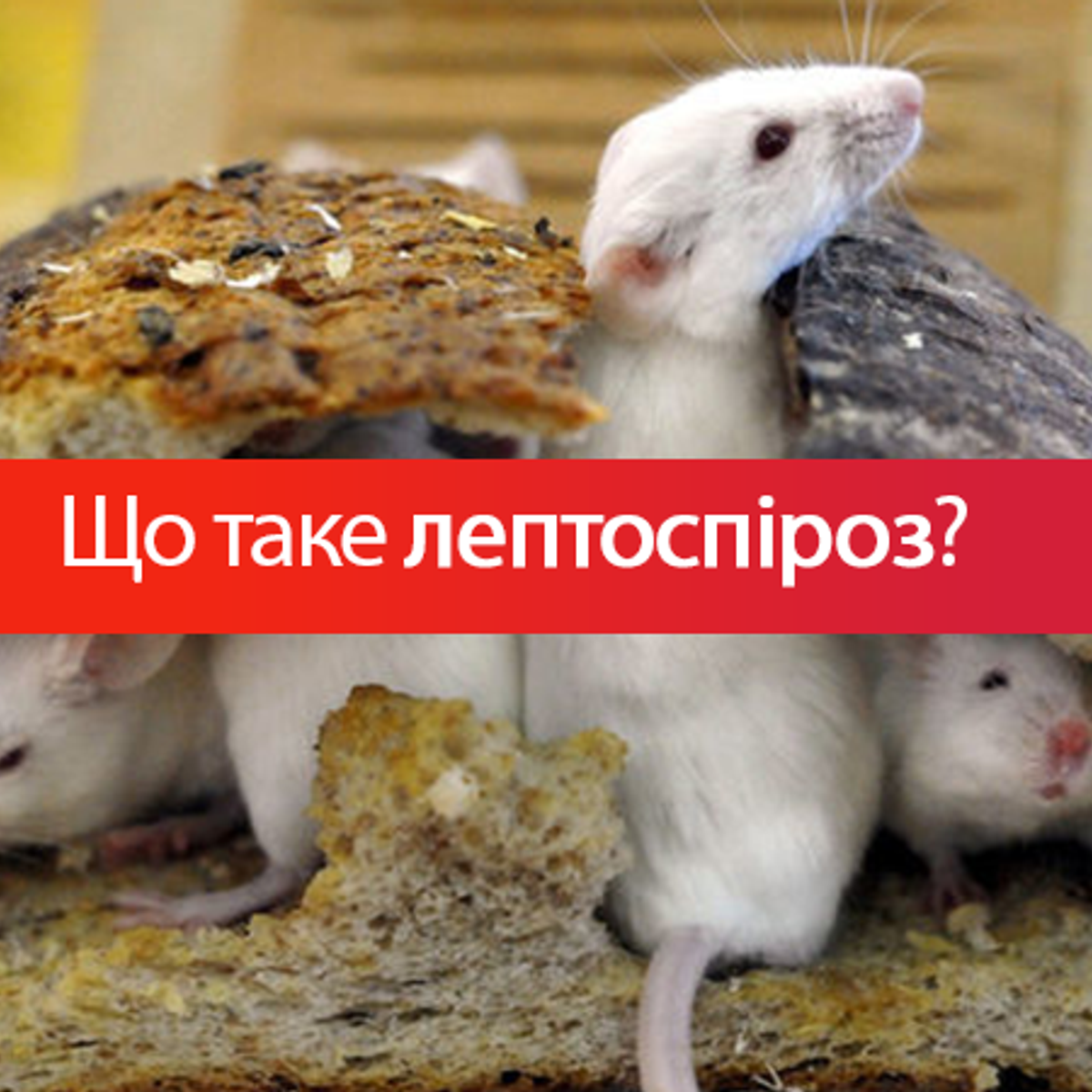 Лептоспіроз: симптоми, лікування та профілактика - Новини здоров'я - Здоров?я 24