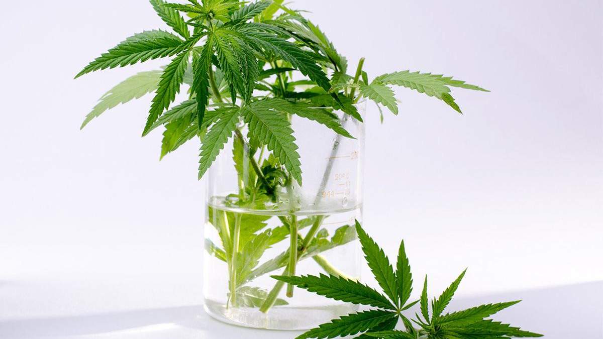 Словения марихуана как сделать синтетический наркотик дома