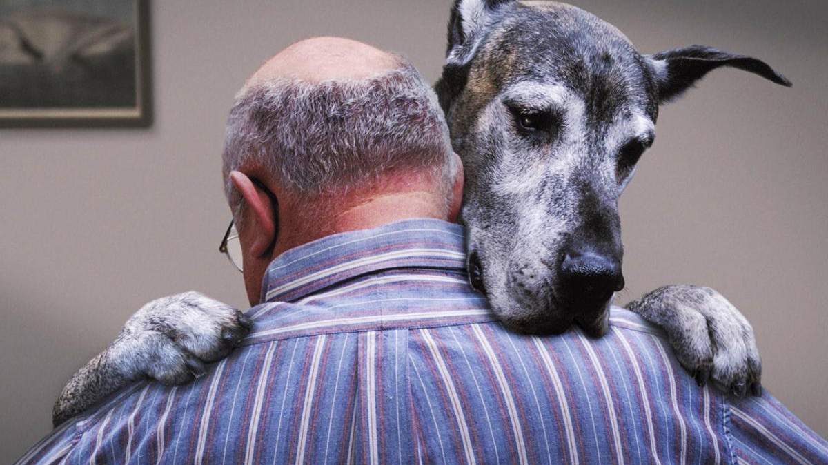 Собаки відчувають стрес разом зі своїми господарями