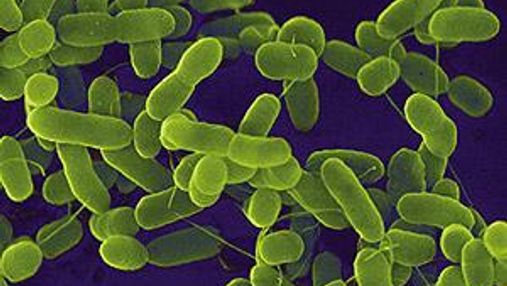 Штаммом кишечной бактерии E.coli заразились уже более 1700 человек в Германии
