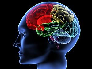 Вчені: Мозок досяг ліміту розвитку, людина розумнішою не стане
