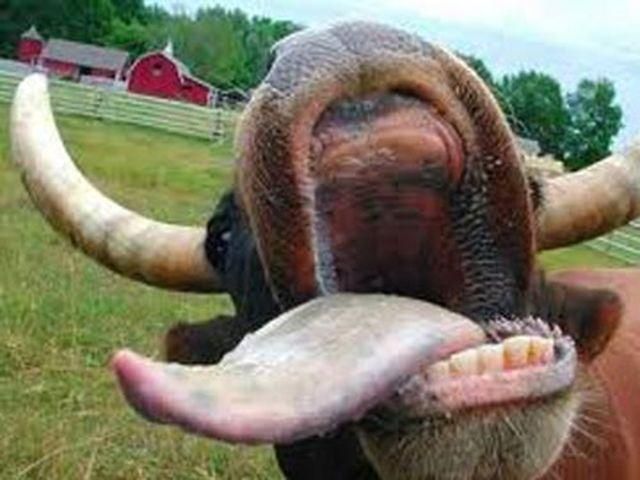 У Запорізькій області виявили сибірську виразку У Запорізькій області виявили сибірську виразку