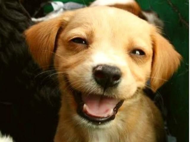 Исследование: Дети болеют меньше, когда в доме есть собака Исследование: Дети болеют меньше, когда в доме есть собака