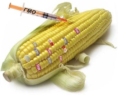 Аграрії: ГМО не шкодять здоров’ю людини