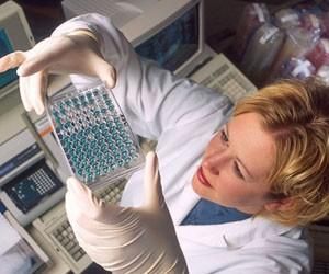 В рамках эксперимента новозеландцам подсадят в мозг клетки свиней В рамках эксперимента новозеландцам подсадят в мозг клетки свиней