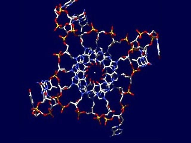 В хромосомах человека обнаружили четырехспиральную ДНК В хромосомах человека обнаружили четырехспиральную ДНК