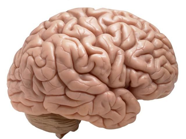 У женщин мозг меньше, но они используют его более эффективно У женщин мозг меньше, но они используют его более эффективно