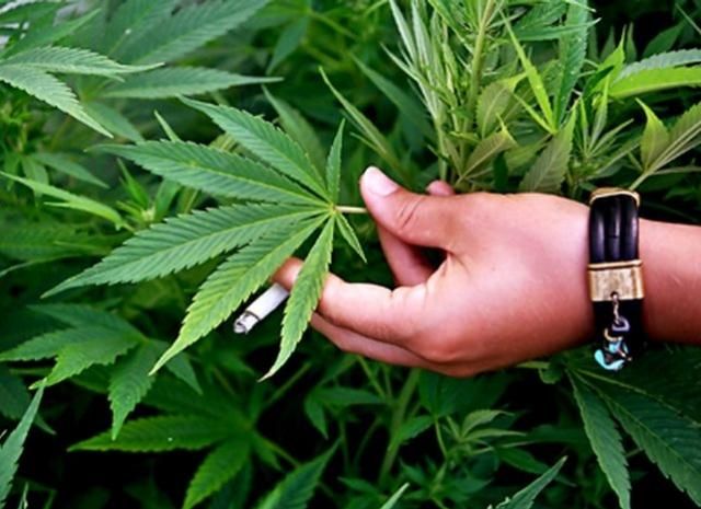 У Чехії офіційно дозволили лікуватись марихуаною 