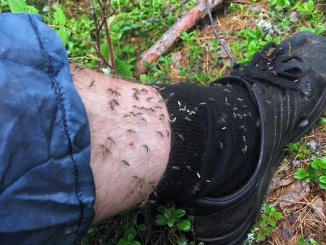 Ароматическое масло гвоздики спасет от комаров на пикнике