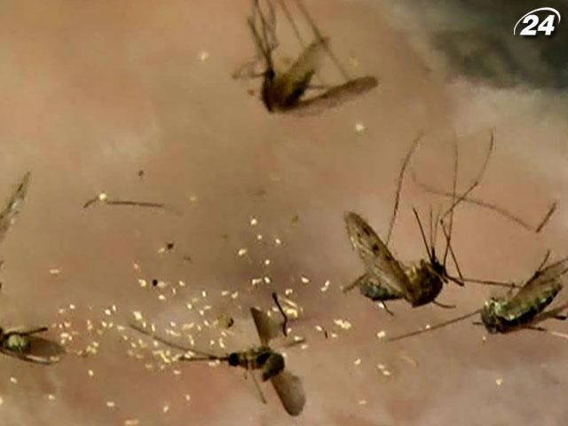 Яку небезпеку несуть комарі та як їх позбутися - поради медиків