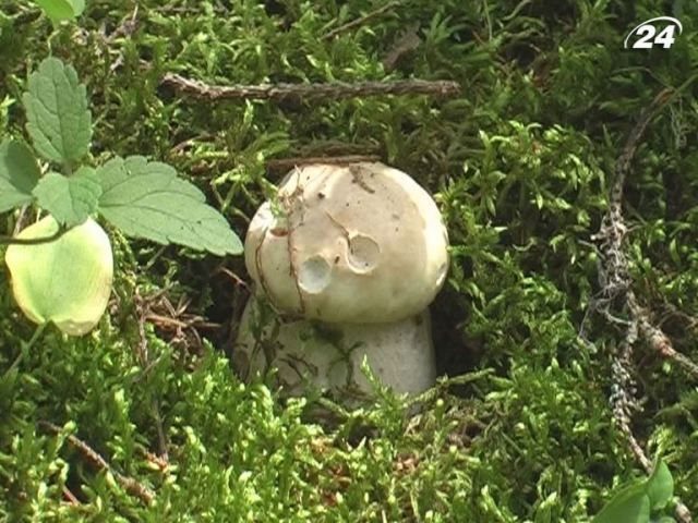 Лікарі радять не їсти дикорослих грибів Лікарі радять не їсти дикорослих грибів