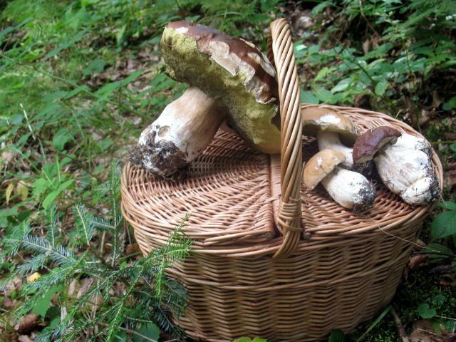 На Кіровоградщині 6 людей отруїлися грибами 