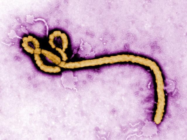 Вірус Ебола може призвести до економічної катастрофи в Західній Африці, — президент Ліберії