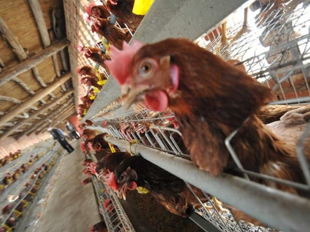 В Нидерландах обнаружили вирус птичьего гриппа В Нидерландах обнаружили вирус птичьего гриппа