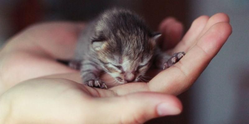 Домашня кішка може стати причиною уповільненого розвитку дитини Домашня кішка може стати причиною уповільненого розвитку дитини