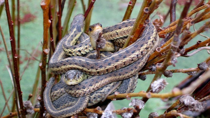 На Прикарпатті змії покусали 7 людей, серед них — дитина