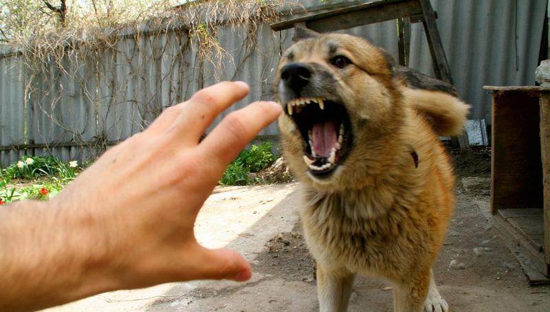 Донецком распространяется бешенство