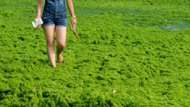 Опасные токсичные водоросли заполонили воды Балтики
