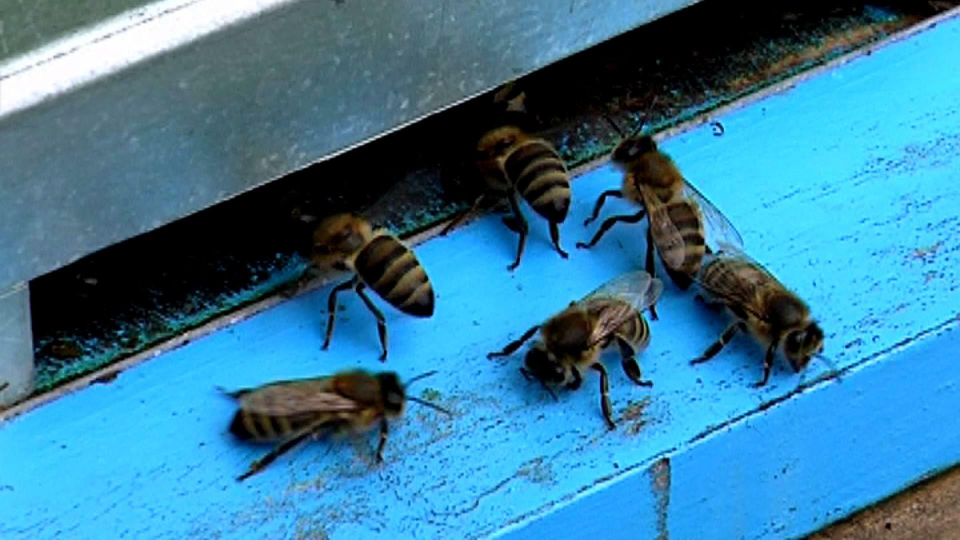 Врачей бойцам АТО заменили пчелы