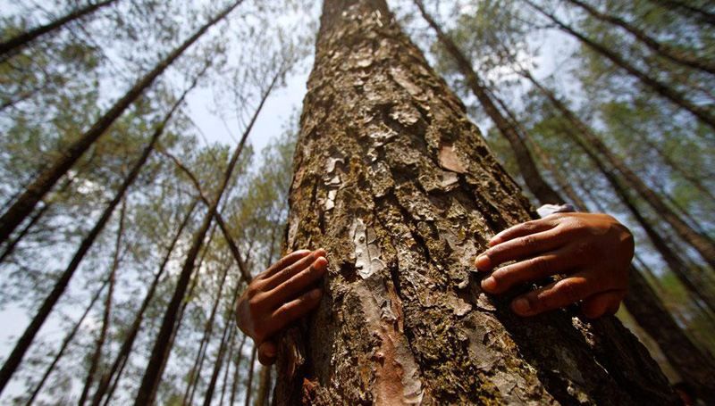 Вчені пояснили, як лікують дерева