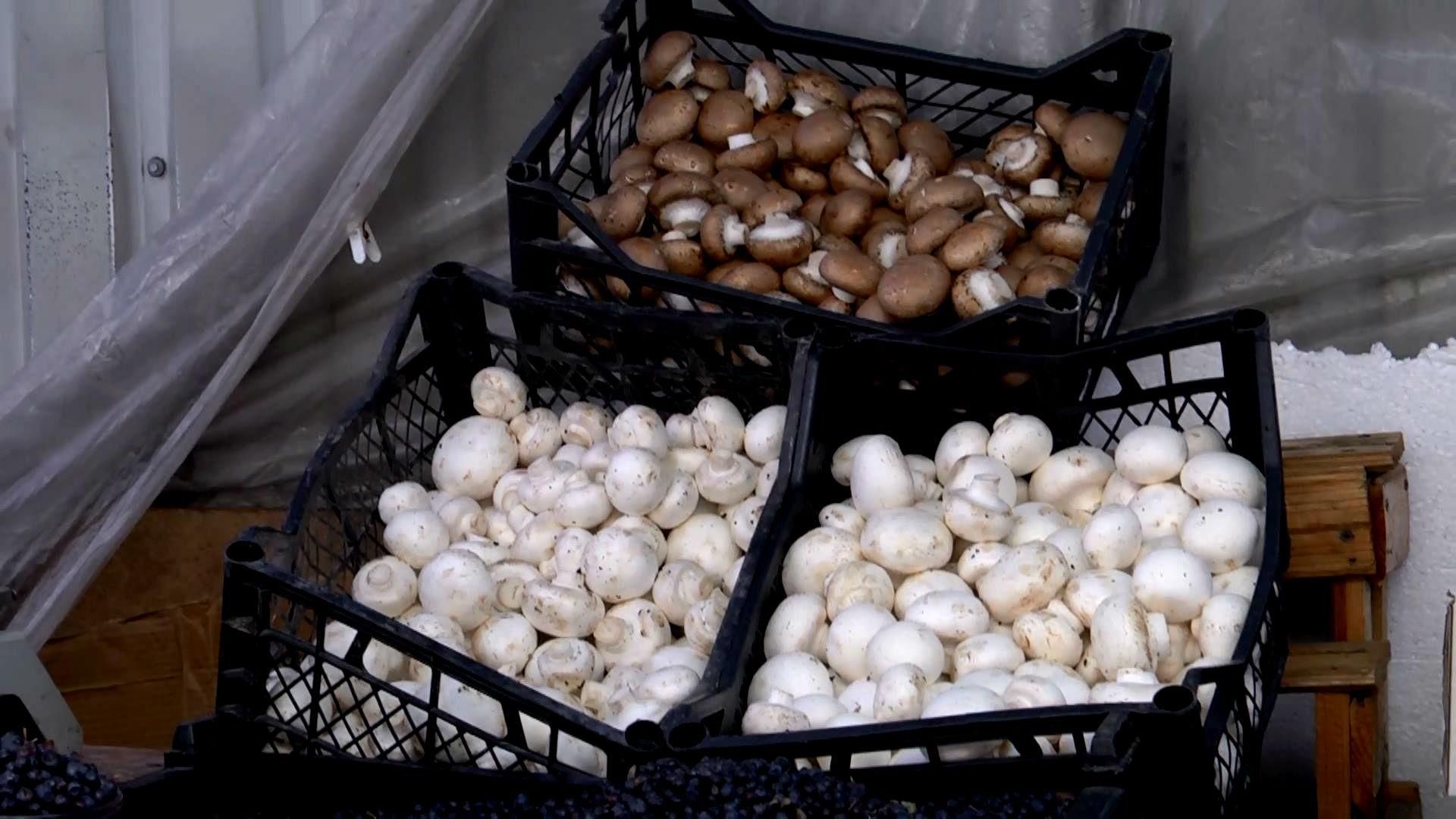 Грибы убили шестерых украинцев Грибы убили шестерых украинцев