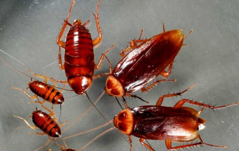 У мужчины в ухе жило семейство тараканов У мужчины в ухе жило семейство тараканов