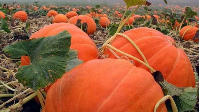 Медики назвали продукты, которые уберегут от осенней болезни Медики назвали продукты, которые уберегут от осенней болезни