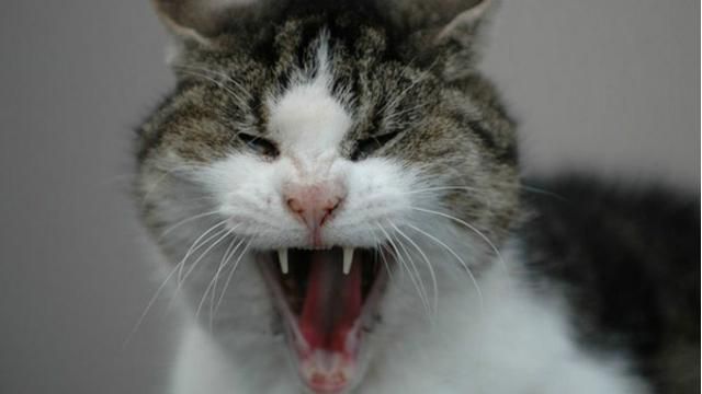 У Красноармійську — карантин через вірус сказу У Красноармійську — карантин через вірус сказу