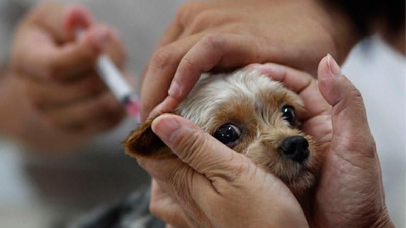 Донбассу грозит эпидемия бешенства, — Шахов Донбассу грозит эпидемия бешенства, — Шахов