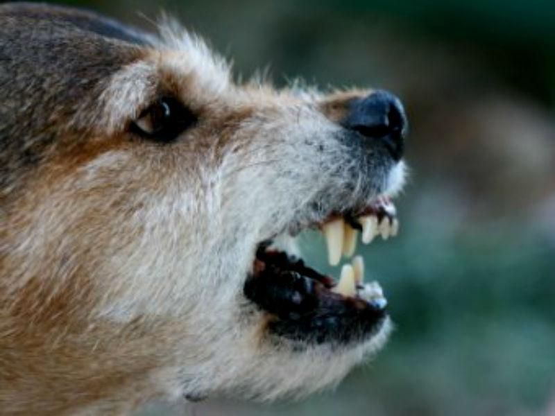 У Черкасах лікар відмовився видати жінці вакцину від сказу У Черкасах лікар відмовився видати жінці вакцину від сказу