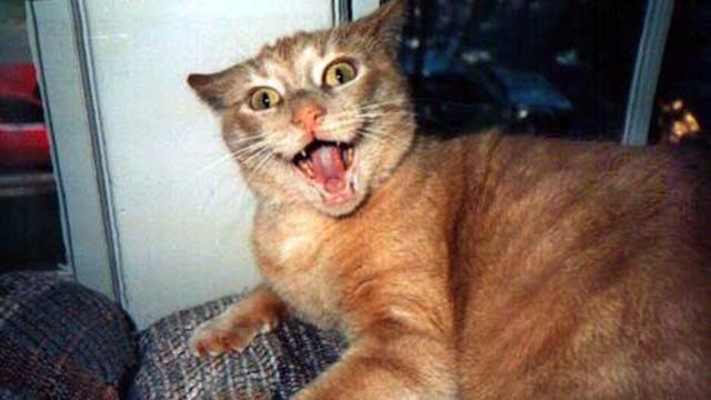 Плохие новости: кошки повышают риск шизофрении и психоза у своих владельцев Плохие новости: кошки повышают риск шизофрении и психоза у своих владельцев