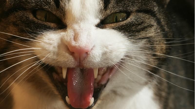Бешеный кот покусал десяток людей в Кировограде