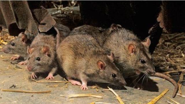 На Донбассе настоящее нашествие мышей На Донбассе настоящее нашествие мышей