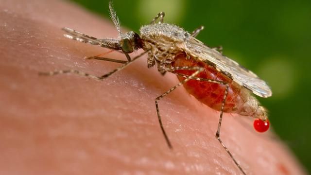 Появился уникальный способ в борьбе с малярией