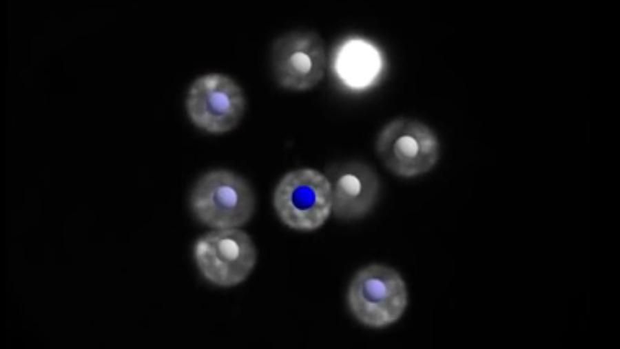 Как выглядят первые часы жизни эмбриона. Ученые показали уникальное видео Как выглядят первые часы жизни эмбриона. Ученые показали уникальное видео