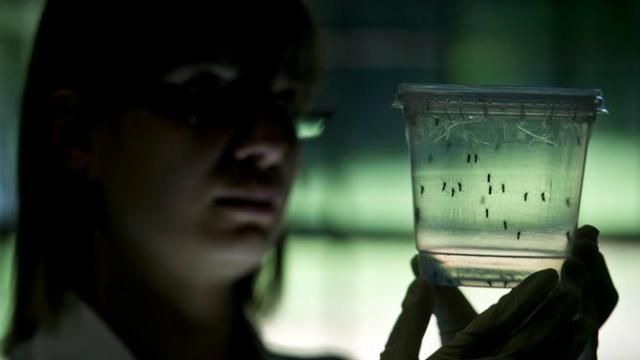 У Європі зафіксували перший випадок зараження небезпечним вірусом Зіка У Європі зафіксували перший випадок зараження небезпечним вірусом Зіка