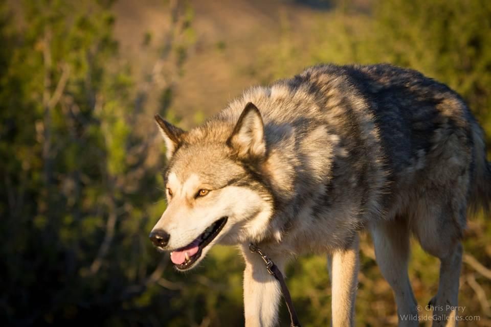 Неочікуваний факт: як використовують вовків у медицині Неочікуваний факт: як використовують вовків у медицині