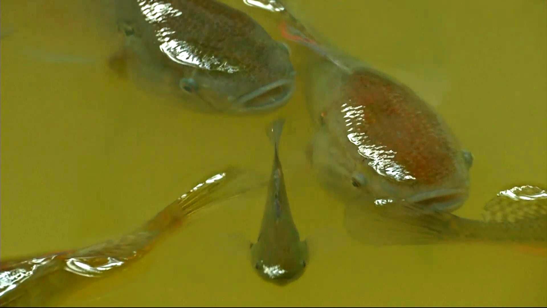 Із смертоносним вірусом Зіка боротимуться за допомогою тварин Із смертоносним вірусом Зіка боротимуться за допомогою тварин