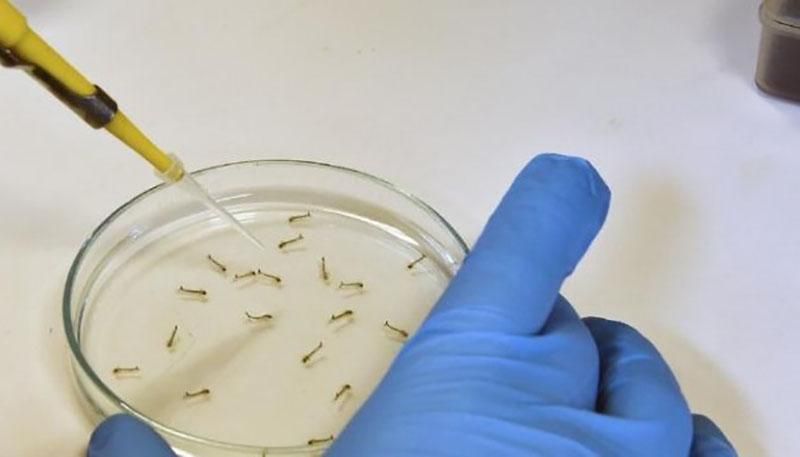 Понад 50 видів комах, які переносять вірус Зіка, водяться в Україні Понад 50 видів комах, які переносять вірус Зіка, водяться в Україні