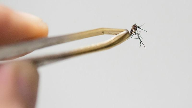 СЭС допустила распространение вируса Зика в Украине СЭС допустила распространение вируса Зика в Украине