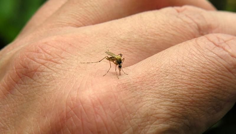 Вчені перевіряють ступінь небезпеки вірусу Зіка для дорослих Вчені перевіряють ступінь небезпеки вірусу Зіка для дорослих