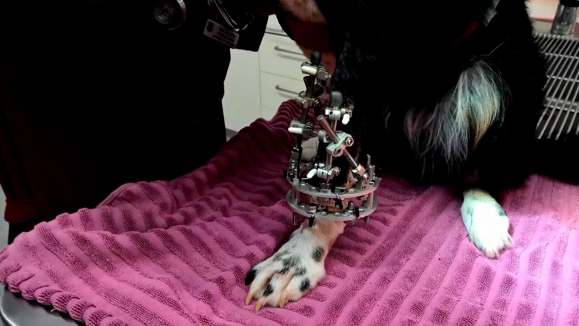 Новітні технології подарували нове життя тварині в Австралії Новітні технології подарували нове життя тварині в Австралії