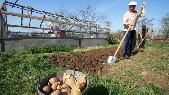 Порпання у землі продовжує життя, — дослідження Порпання у землі продовжує життя, — дослідження