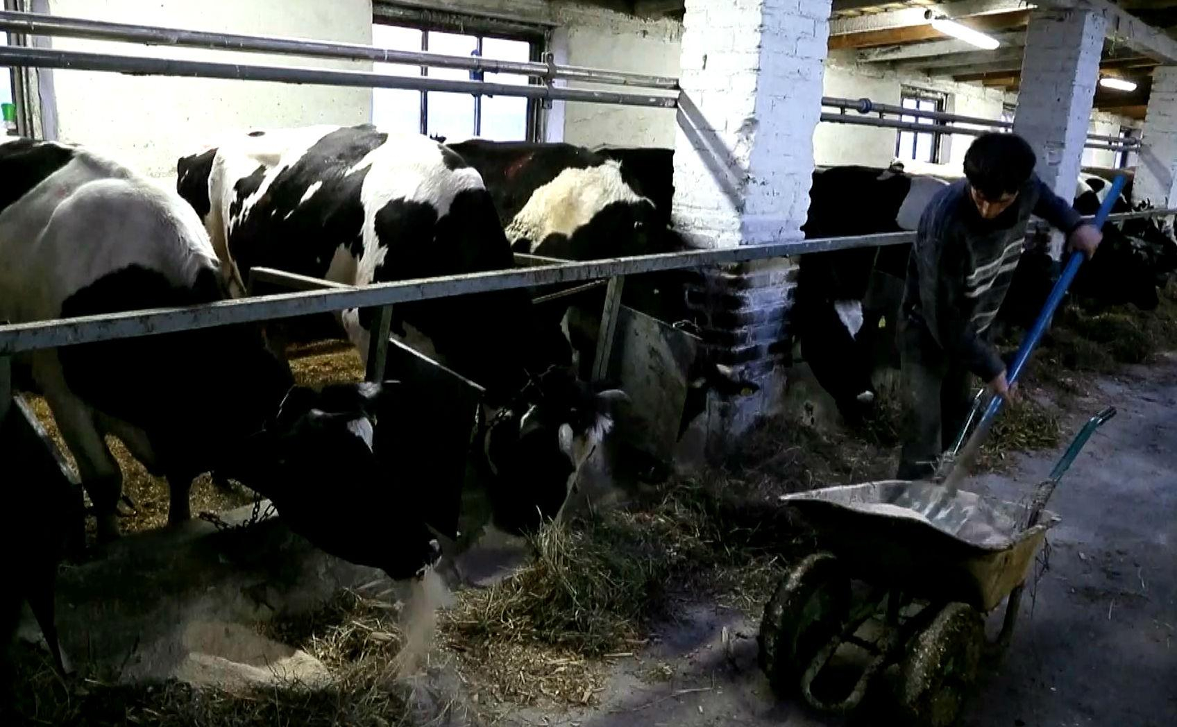 Последствия Чернобыля: в Беларуси производят радиационную молочную продукцию