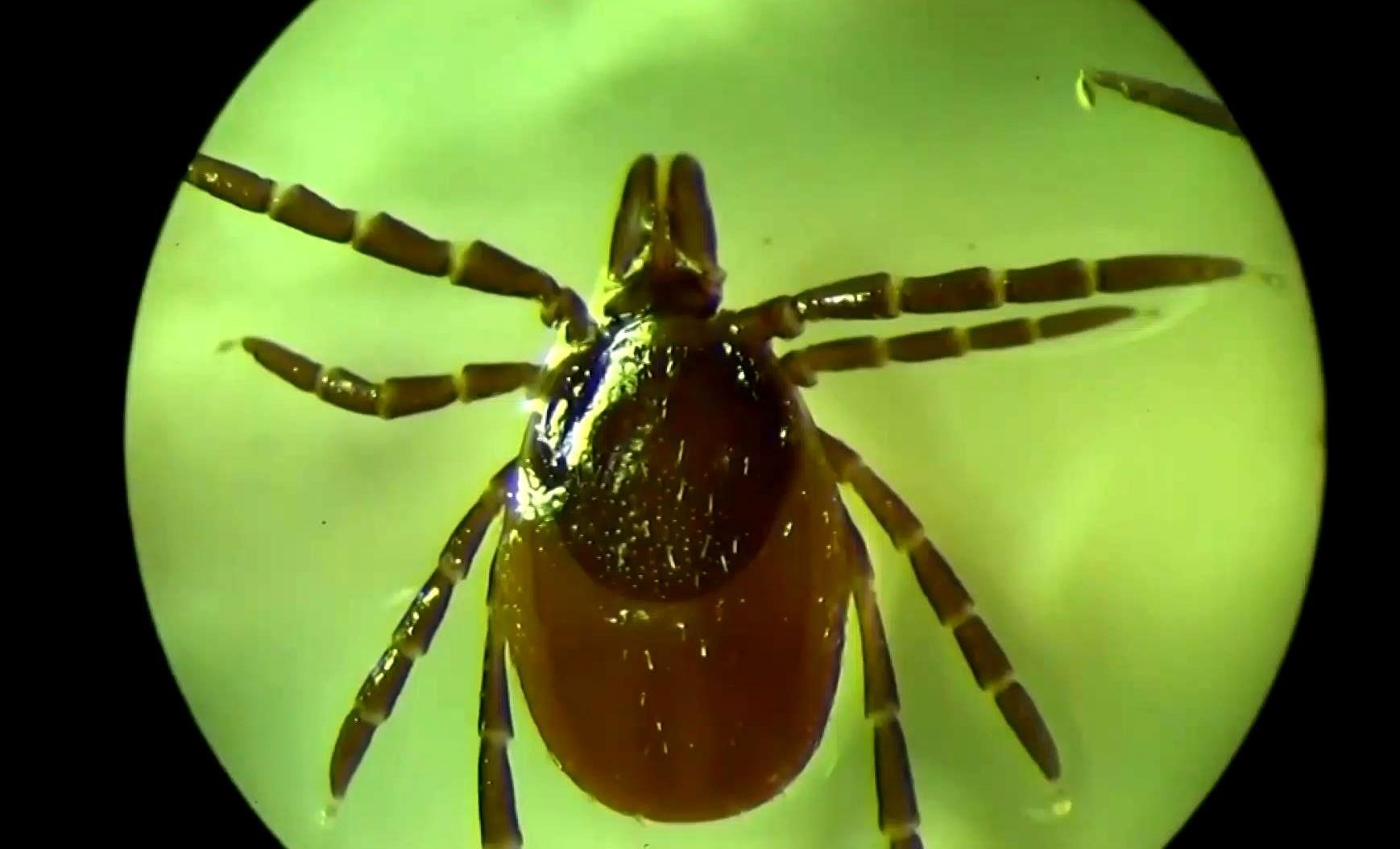 Украину массово атакуют клещи Украину массово атакуют клещи