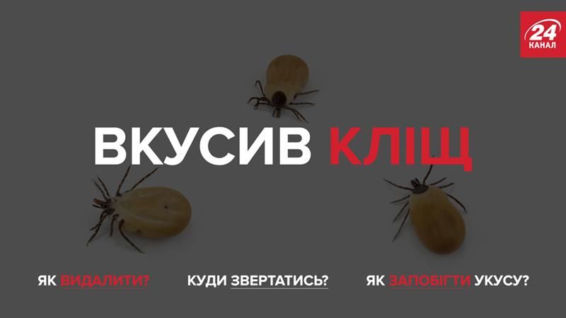 Небезпечні кліщі: що треба знати, щоб врятувати своє життя Небезпечні кліщі: що треба знати, щоб врятувати своє життя