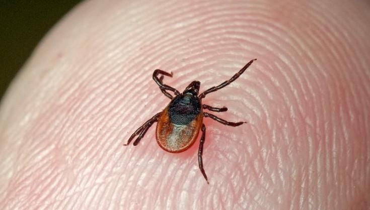 В Крыму люди массово страдают от нашествия клещей В Крыму люди массово страдают от нашествия клещей