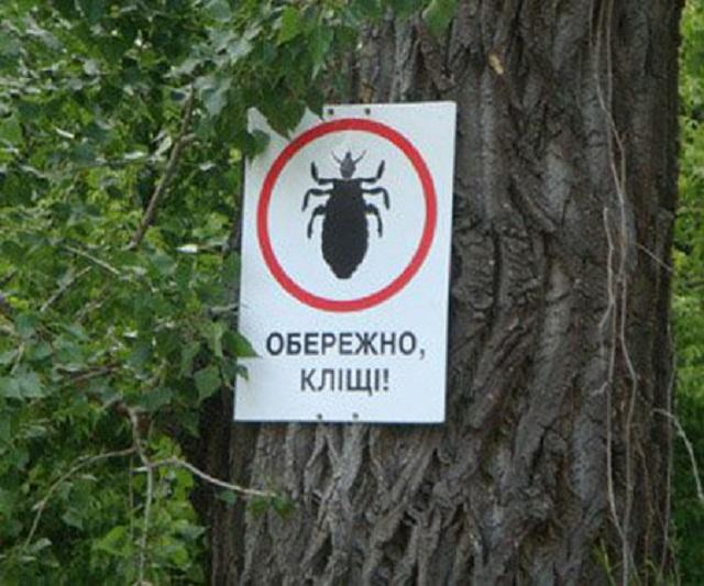 Как понять, что после укуса клеща вы заразились? Признаки и симптомы