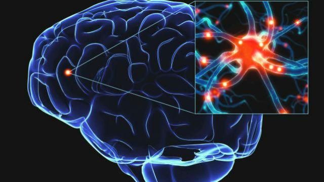Науковці спробують виростити нові нейрони у мозку
