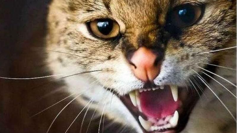 На Ровенщине женщина умерла после укуса бешеного кота На Ровенщине женщина умерла после укуса бешеного кота